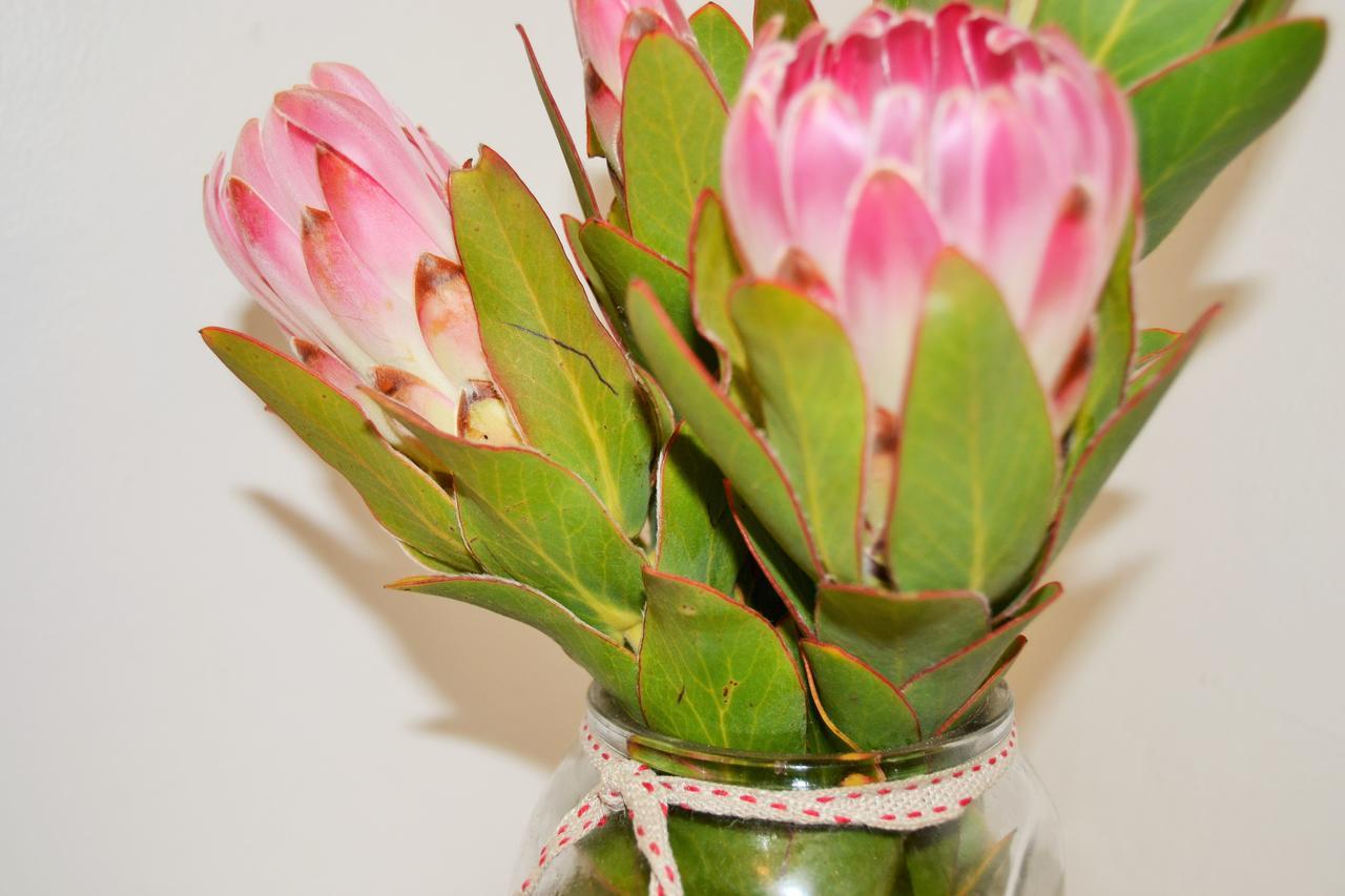 Agulhas Heights Self-Catering Cottages Buitenkant foto